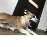 amigos de pancha