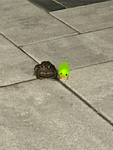 Gren Chicken Army (Confirmed)