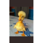 D = DUCKS