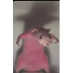 the rat group;)