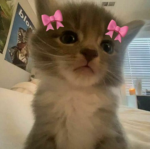happy cat happy life