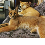 Doge & Floppa Know Best