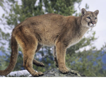 Cougar Family