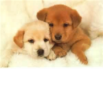 ~We Hate Animal Abuse!