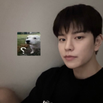 a random dog