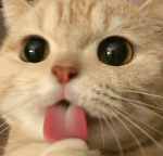 meowers'