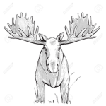 Moose productions