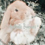 • Aesthetic Bunnies •