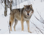 wolf pack 07