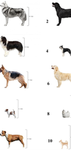 The dog Kingdom dungeons