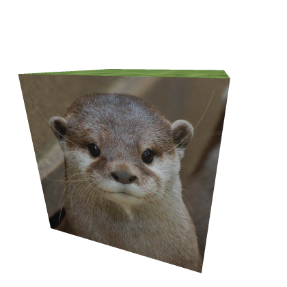Otter Cube