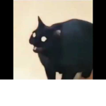 CaTsss meoww meowwww