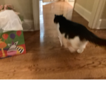 The kittens/cats team