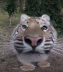 Rawr?>:(