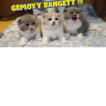 Kucing cemara