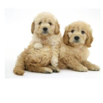 We like all cute dogs
