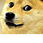 Bloxy dog