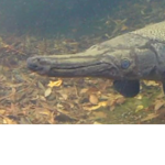 The Gar Army