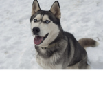 Husky12242