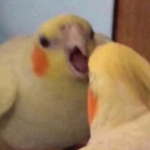 Ello amigou