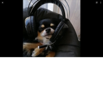 GamingVaps and koala