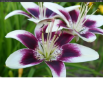 Lily flower purple