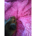 Meat ball the guinea pig!