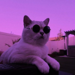 Nexu violet