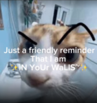 Silly-Fox