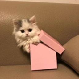 ♡