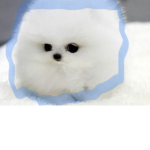 DOGGIE PL4NET