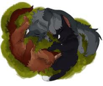 Love for warrior cats