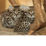 Cute Animals Group