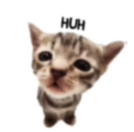 Boh_non_so_che_nome_dare