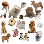 Bernadettelovesdogs