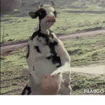 COW INVASION MAFIA