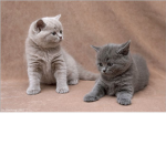 kittehs of robloxia