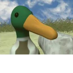 The Duck Squad fam
