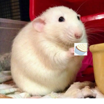RM Fatz Ratz