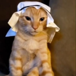 Para regalar boblux