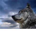 Help Save the Wolves