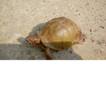 Cade Ashlyn and Elise