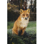 Inari’s Fox Den