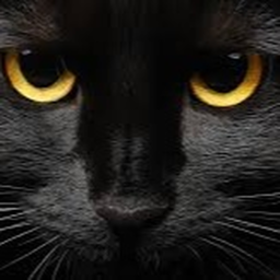 meowhangout