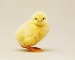 Chick Land Club