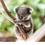 Koala Fans!!!!!!!
