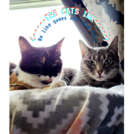 THE CAT INC
