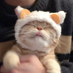 Swagger kittys
