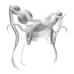 Hydra