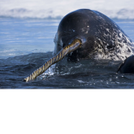 narwhals coup